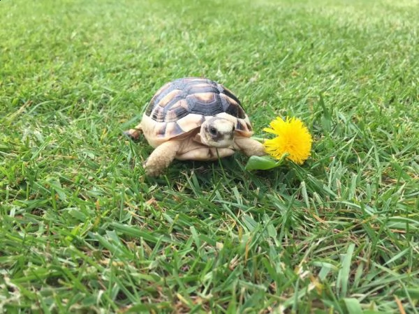  tartarughe di terra horsefield e hermanni | Foto 1