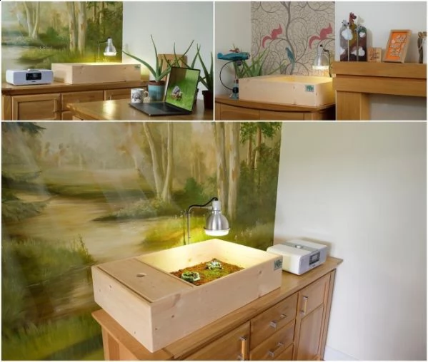  tartarughe di terra horsefield e hermanni | Foto 0