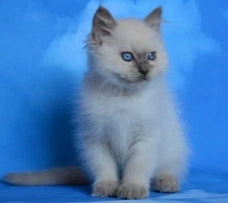 ragdoll sealpoint maschio e femmina gccf | Foto 1