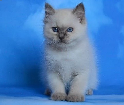 ragdoll sealpoint maschio e femmina gccf | Foto 0