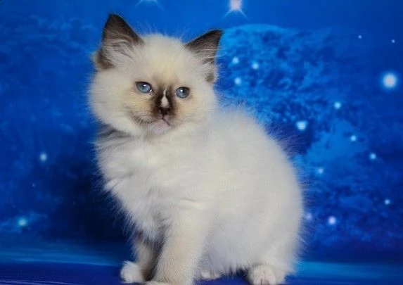 ragdoll sealpoint maschio e femmina gccf