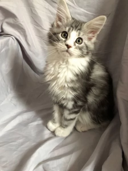 maine coon di 11 settimane | Foto 0