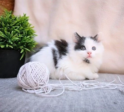 maine coon di 11 settimane