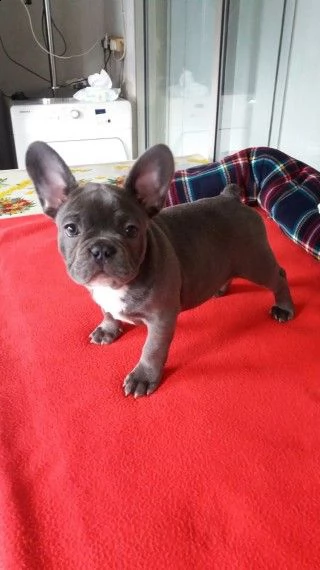 bulldog francese