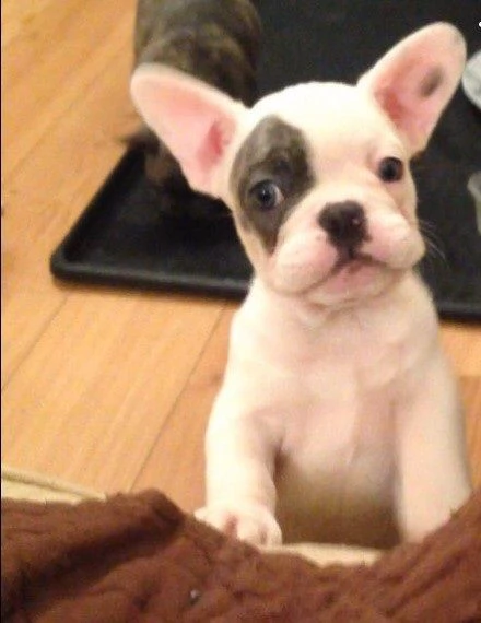 bulldog francese bianca