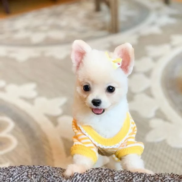 cuccioli giocattolo chihuahua