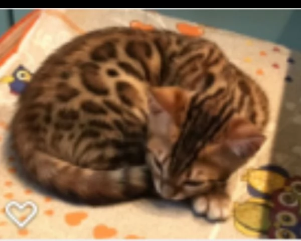 bengala gattini cuccioli genealogia top | Foto 1