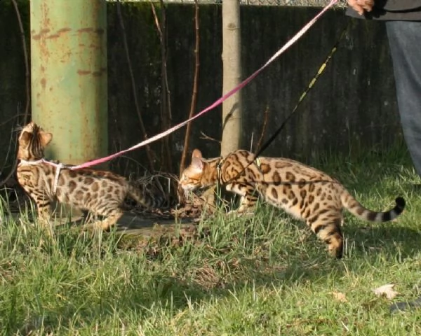bengala gattini cuccioli genealogia top | Foto 0