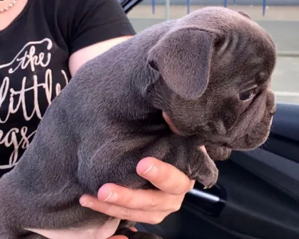 meravigliosi cuccioli bouledogue francesi blue  | Foto 0