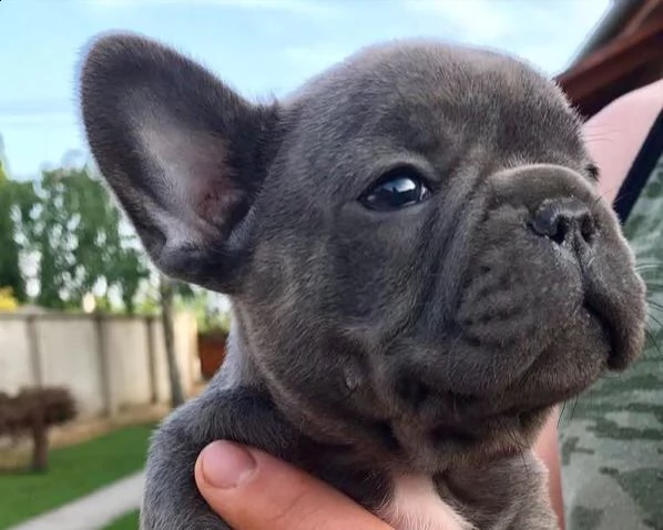 bouledogue- bulldog francese bianco blu 