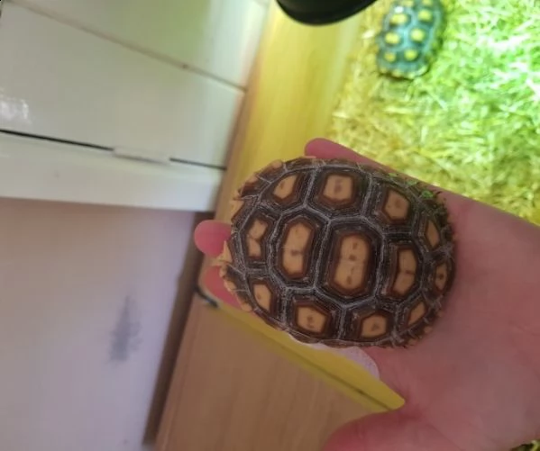 tartarughe sulcata disponibili | Foto 1