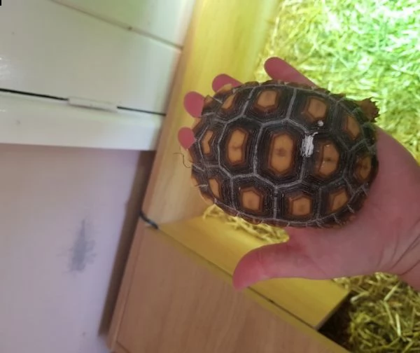 tartarughe sulcata disponibili | Foto 0