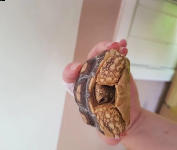 tartarughe sulcata disponibili