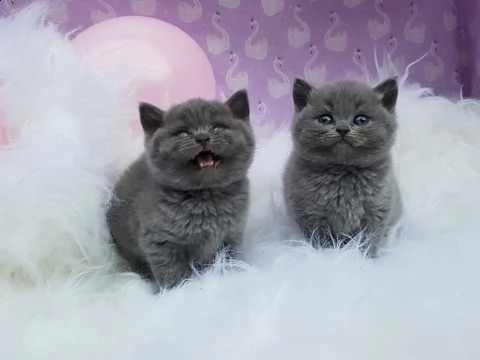 british shorthair blue | Foto 0