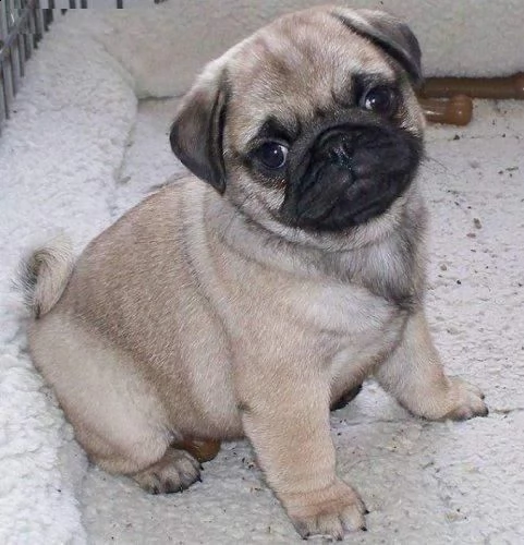  regalo carlino | Foto 0
