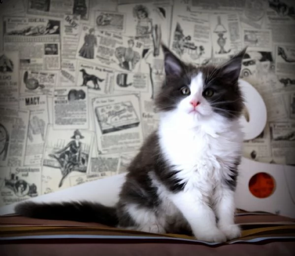 cuccioli di maine coon registrati tica