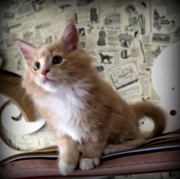 cuccioli di maine coon registrati tica | Foto 2