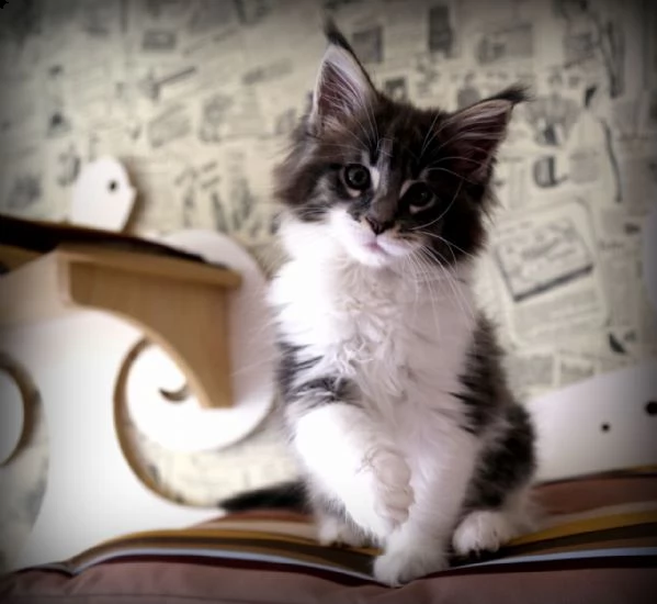cuccioli di maine coon registrati tica | Foto 1