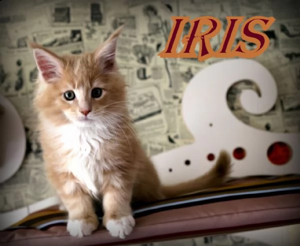 cuccioli di maine coon registrati tica | Foto 0