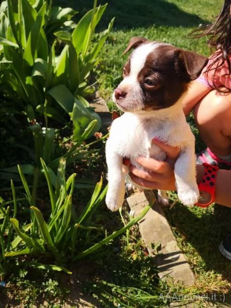 tenero maschietto cucciolo di chihuahua