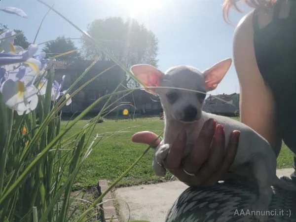 cuccioli chihuahua toy