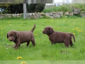 stupende cuccioli di labrador retriever