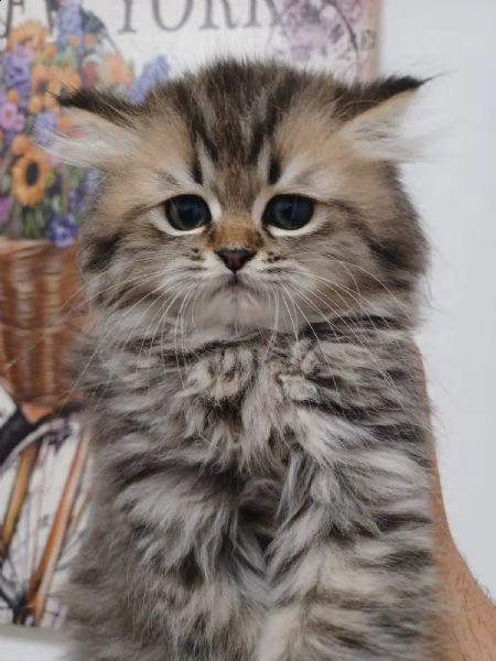 cuccioli di gatto persiano chinchillà | Foto 3