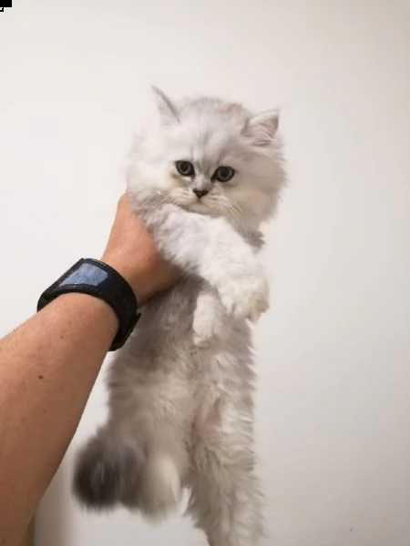 cuccioli di gatto persiano chinchillà | Foto 2