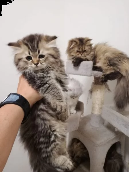 cuccioli di gatto persiano chinchillà | Foto 0