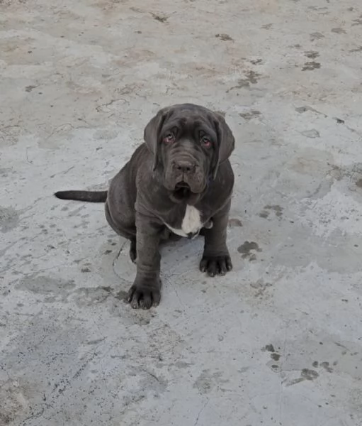 Mastino Napoletano  | Foto 5