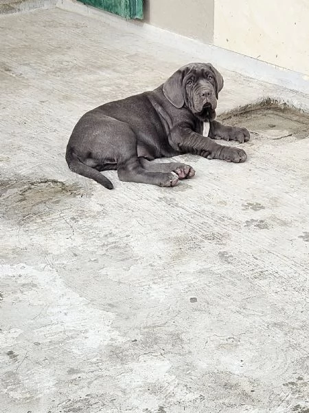 Mastino Napoletano  | Foto 3
