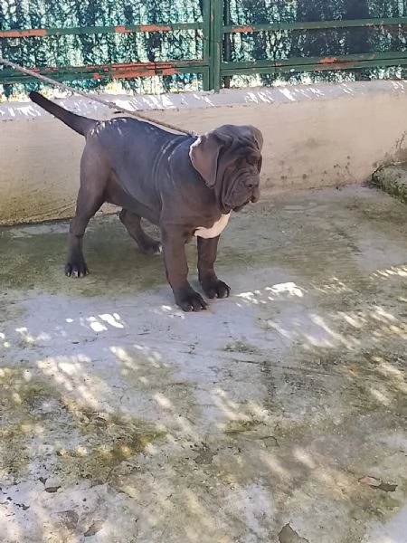 Mastino napoletano 