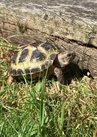 tartarughe di terra horsefield