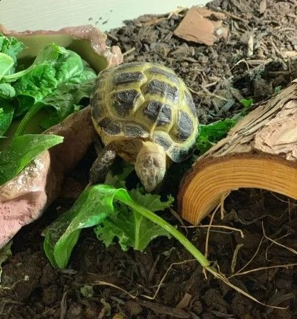 tartarughe di terra horsefield | Foto 0