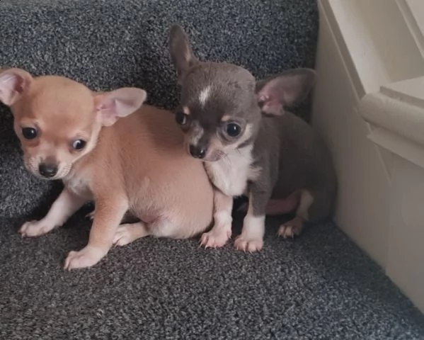chihuahua toy