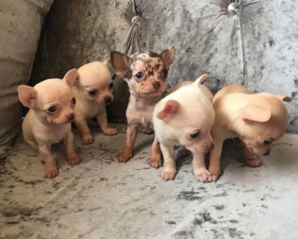 chihuahua toy | Foto 0