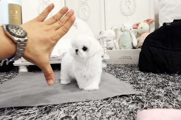 cuccioli micro maltesi sani