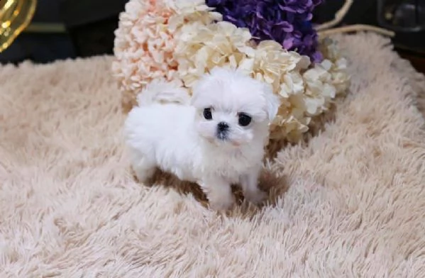 cuccioli micro maltesi sani | Foto 0