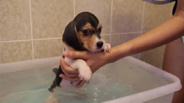 regalo beagle | Foto 0