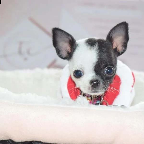   regalo cuccioli di chihuahua | Foto 0