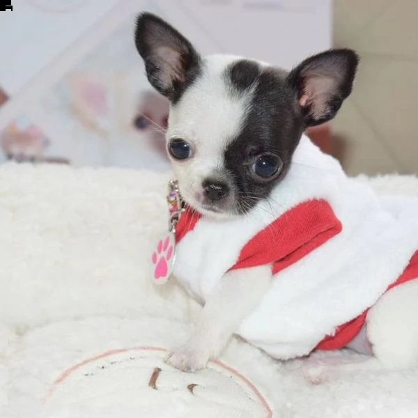   regalo cuccioli di chihuahua