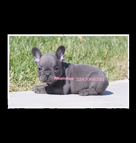 prenotazione stupendi cuccioli bouledogue francese | Foto 2