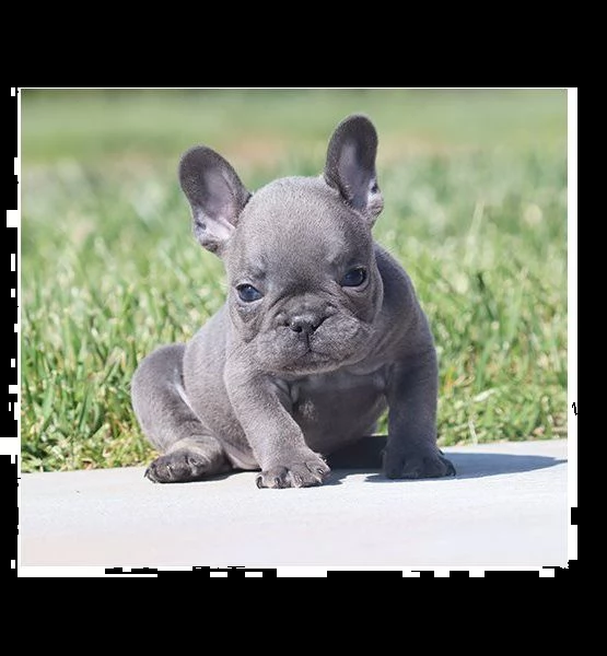 prenotazione stupendi cuccioli bouledogue francese | Foto 1