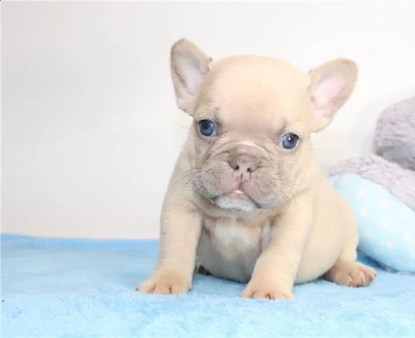 prenotazione stupendi cuccioli bouledogue francese | Foto 0