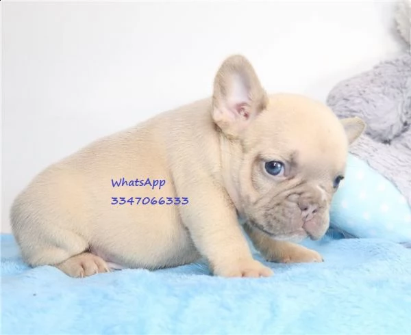 prenotazione stupendi cuccioli bouledogue francese