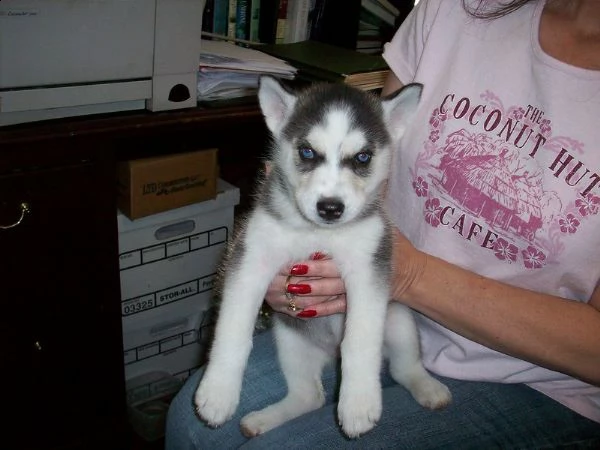 cuccioli di siberian husky.