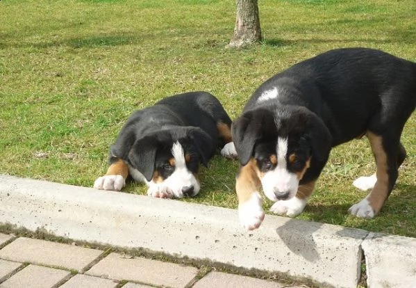 cuccioli di  bovaro bernese.