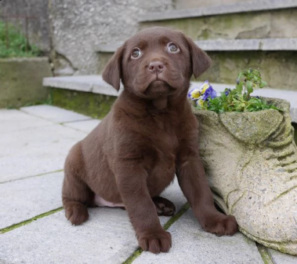due cuccioli labrador retriver colore chocolate | Foto 3