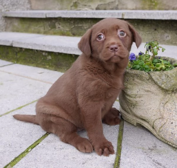 due cuccioli labrador retriver colore chocolate | Foto 2