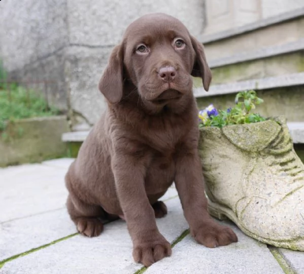 due cuccioli labrador retriver colore chocolate | Foto 0